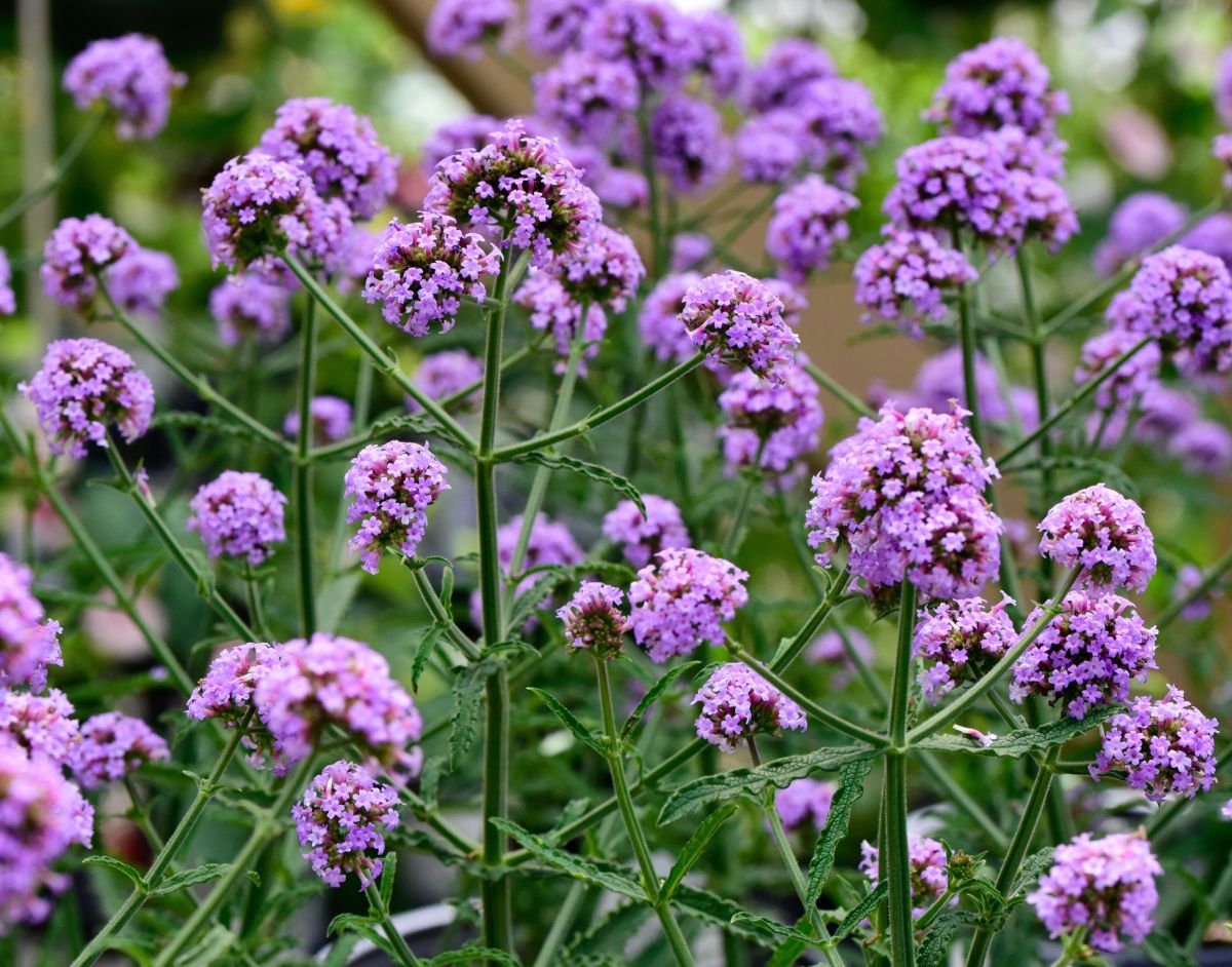 Verbena