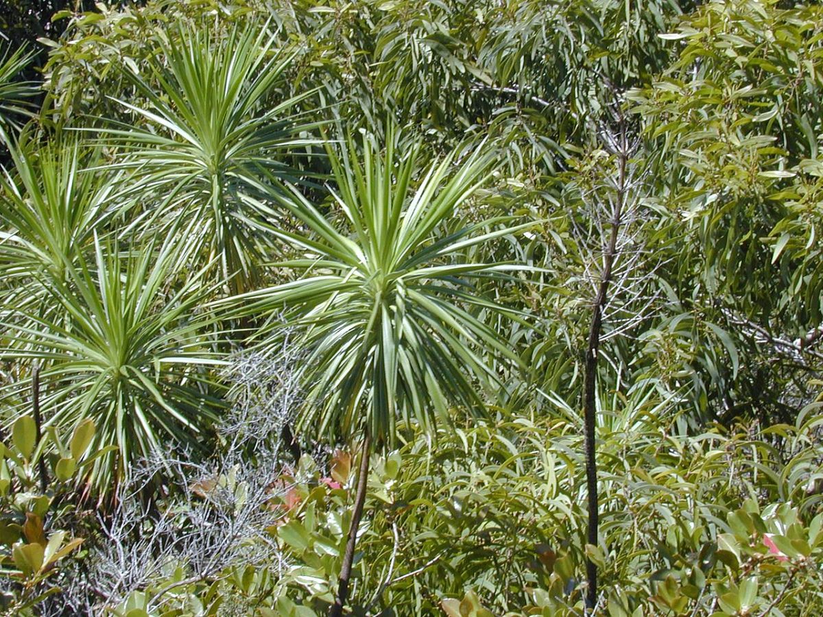 Wilkesia gymnoxiphium
