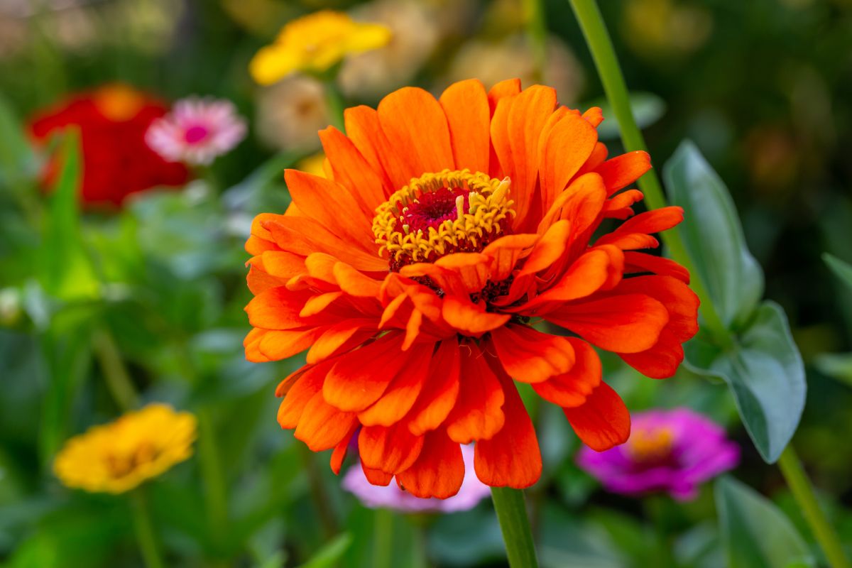 Zinnias