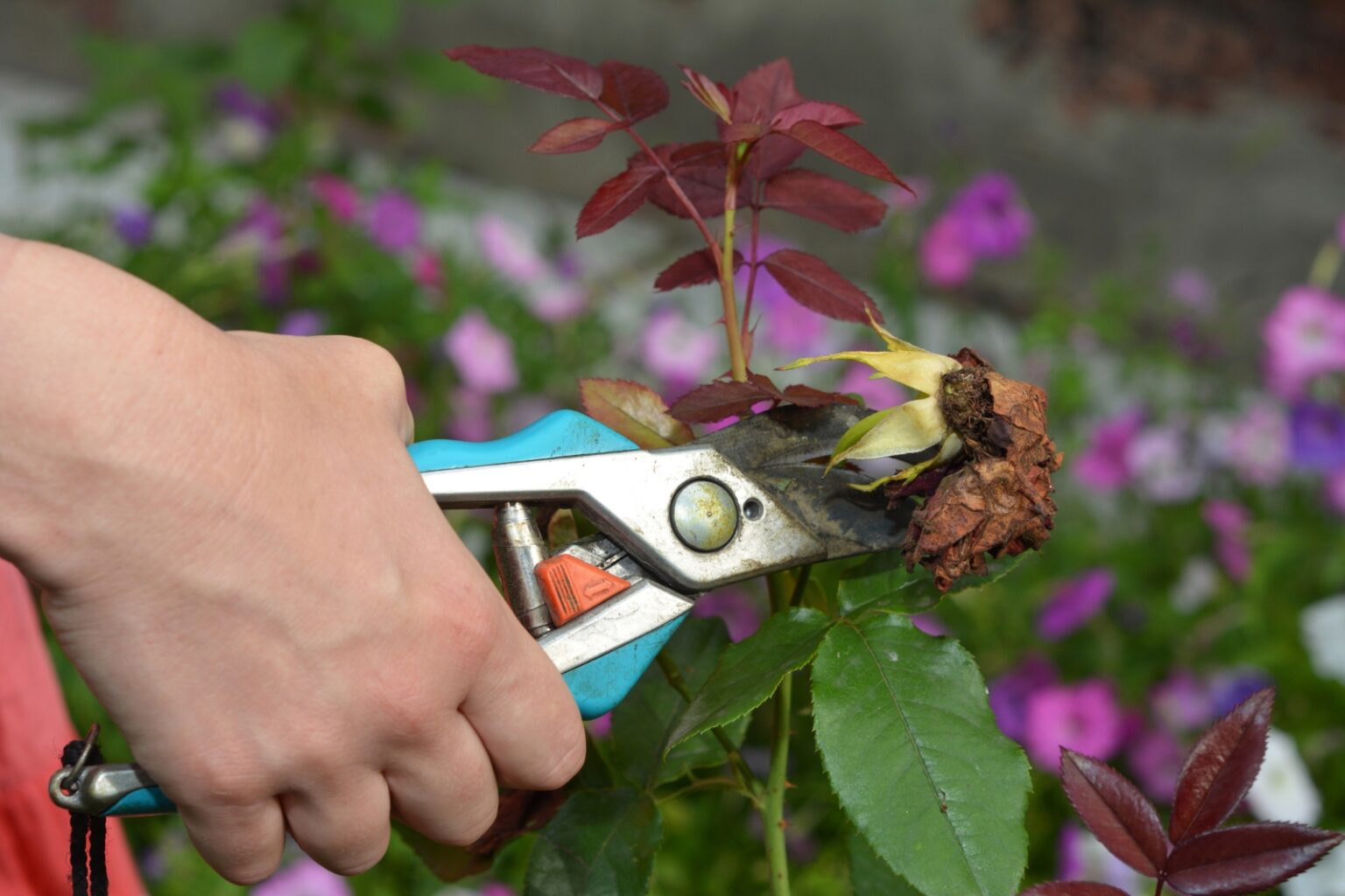 Deadheading Plants a Beginner's Guide