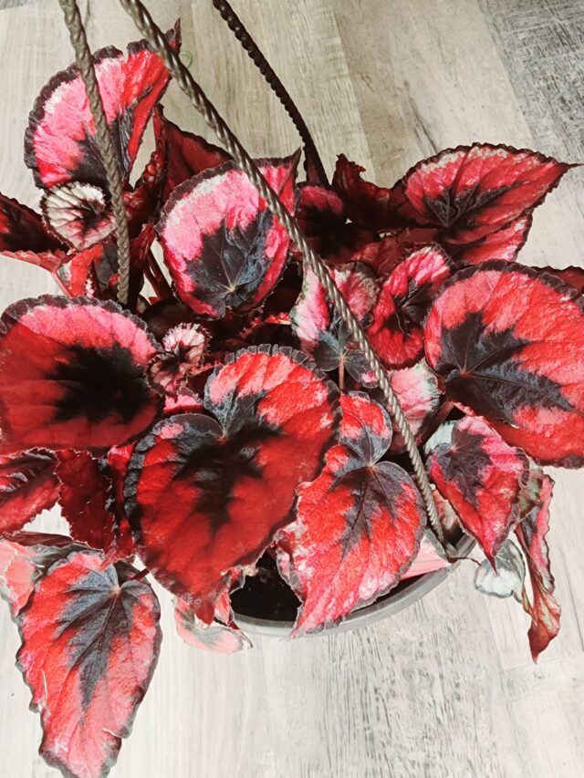 Rex Begonia Grow and Care Guide