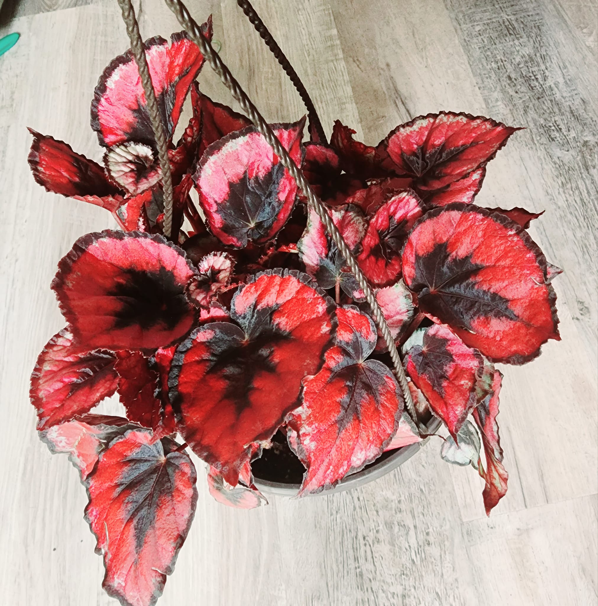 Rex Begonia Grow and Care Guide