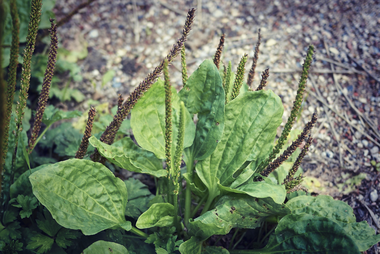 Broadleaf Plantain