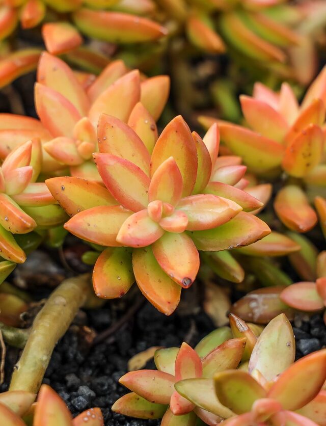 Coppertone Sedum: Grow and Care Guide