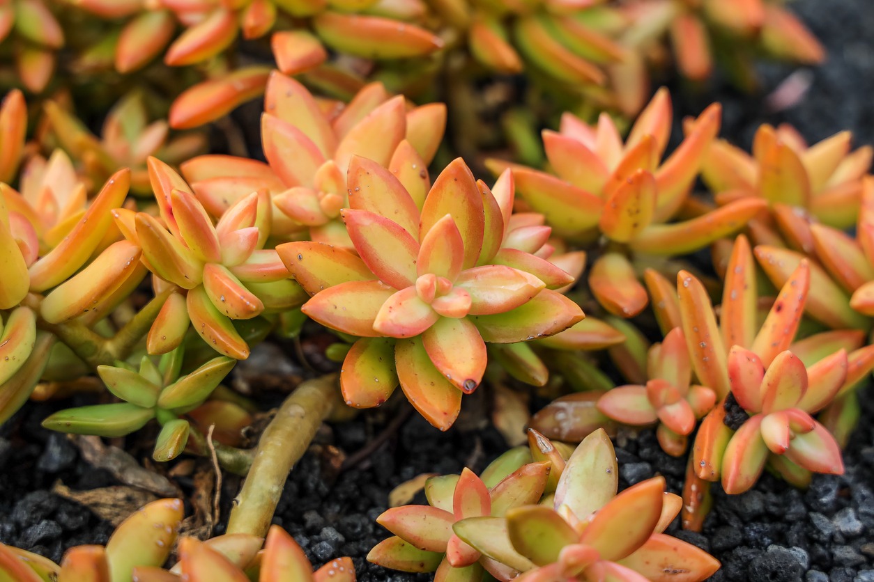 Coppertone Sedum: Grow and Care Guide