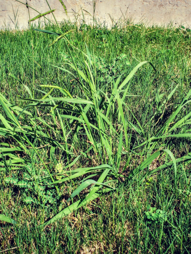 Crabgrass