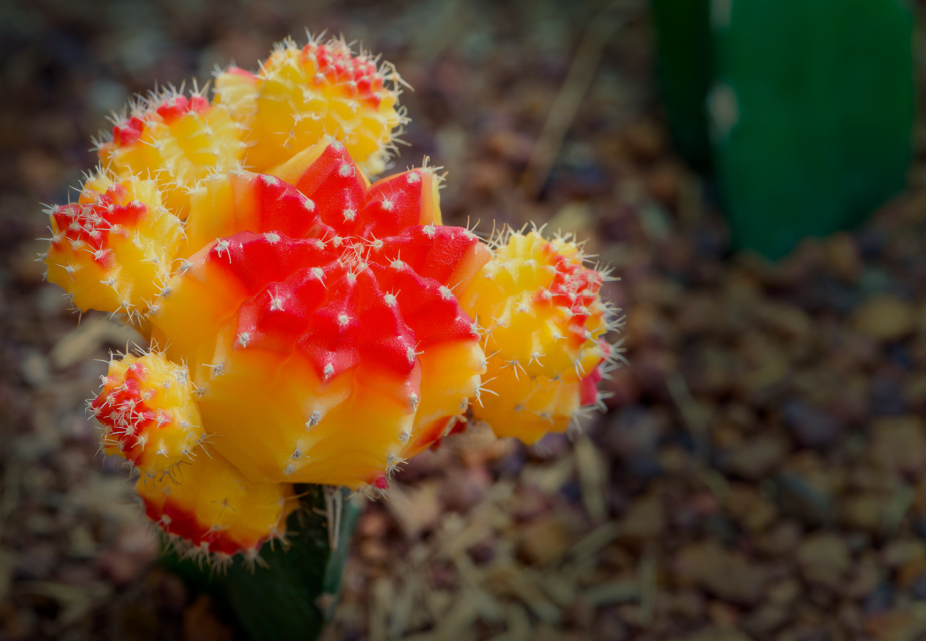 Gymnocalycium Mihanovichii: Grow and Care Guide