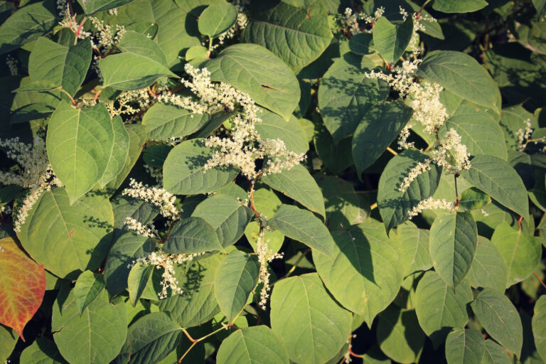 How to Identify and Remove Japanese Knotweed