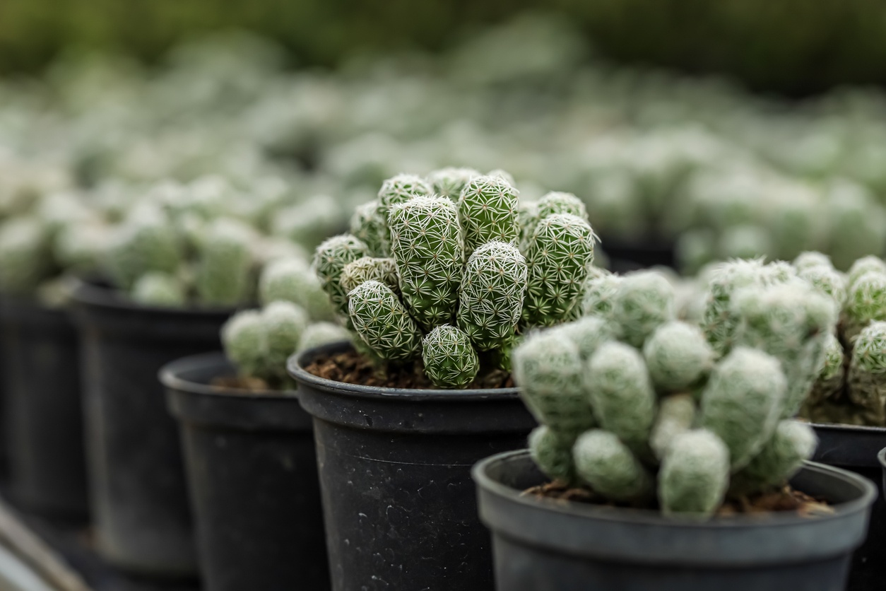 Thimble Cactus