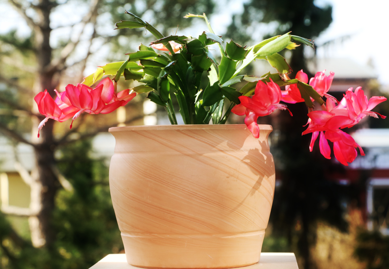 Schlumbergera Truncata: Grow and Care Guide