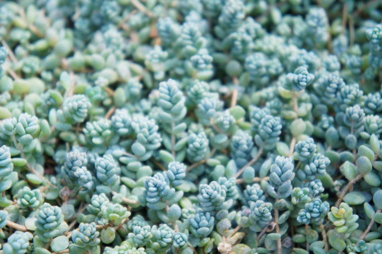 Sedum Dasyphyllum