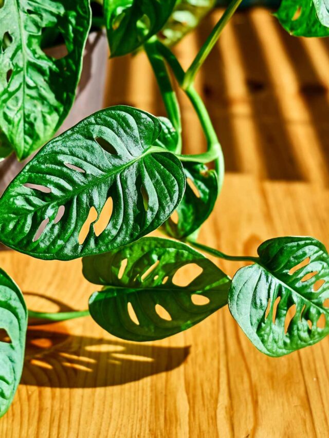 Swiss Cheese Plant: Grow and Care Guide