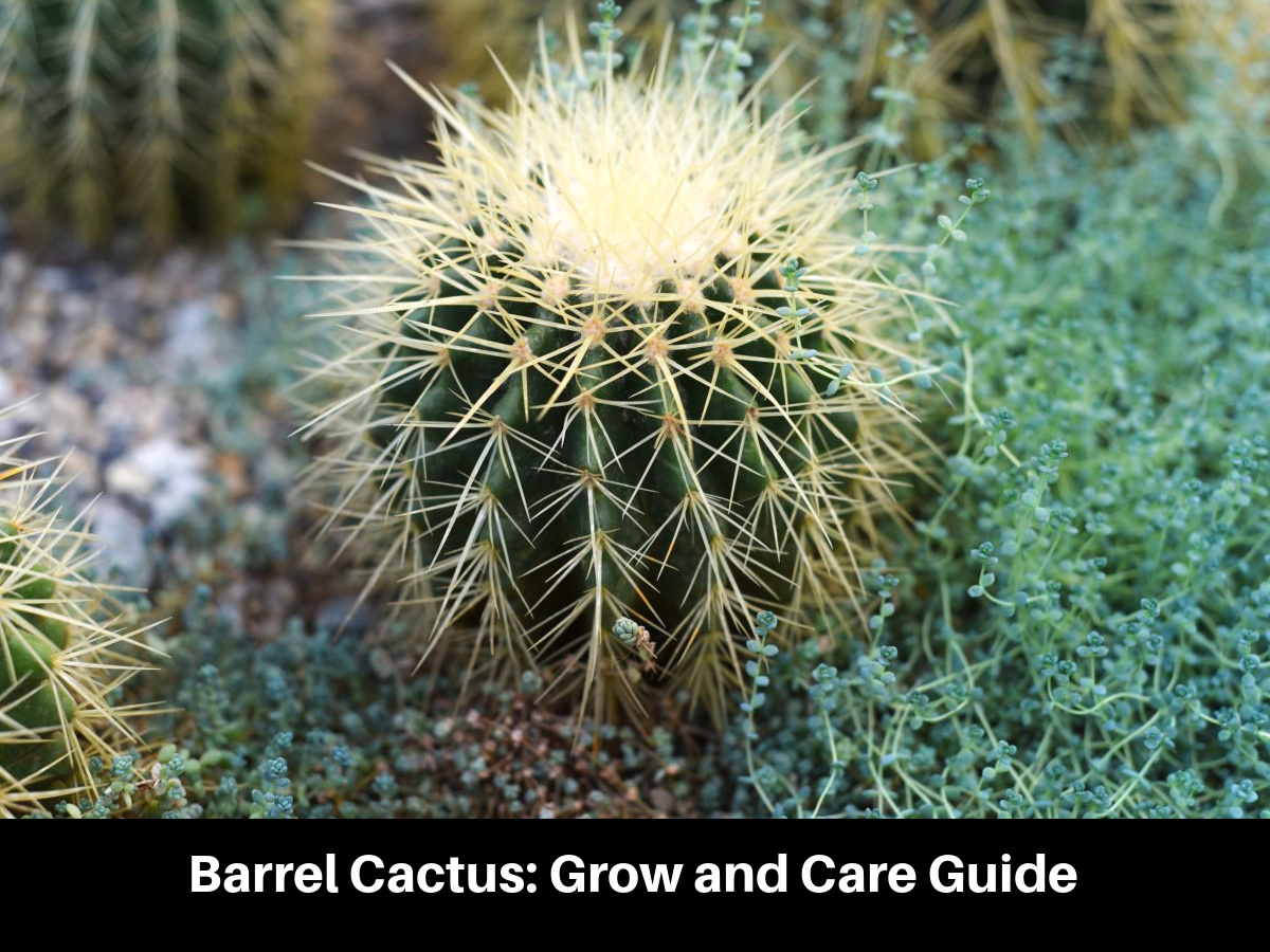 Barrel Cactus: