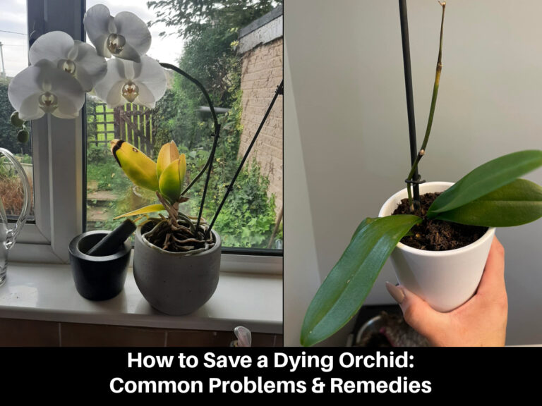 Vanilla planifolia Growing Your Own Vanilla Bean Orchid?