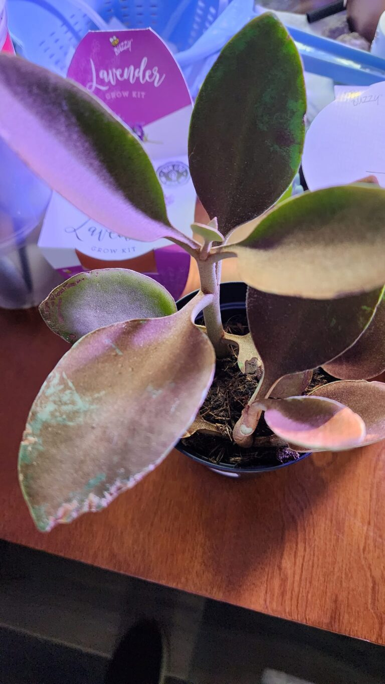 Copper Spoons Grow and Care Guide