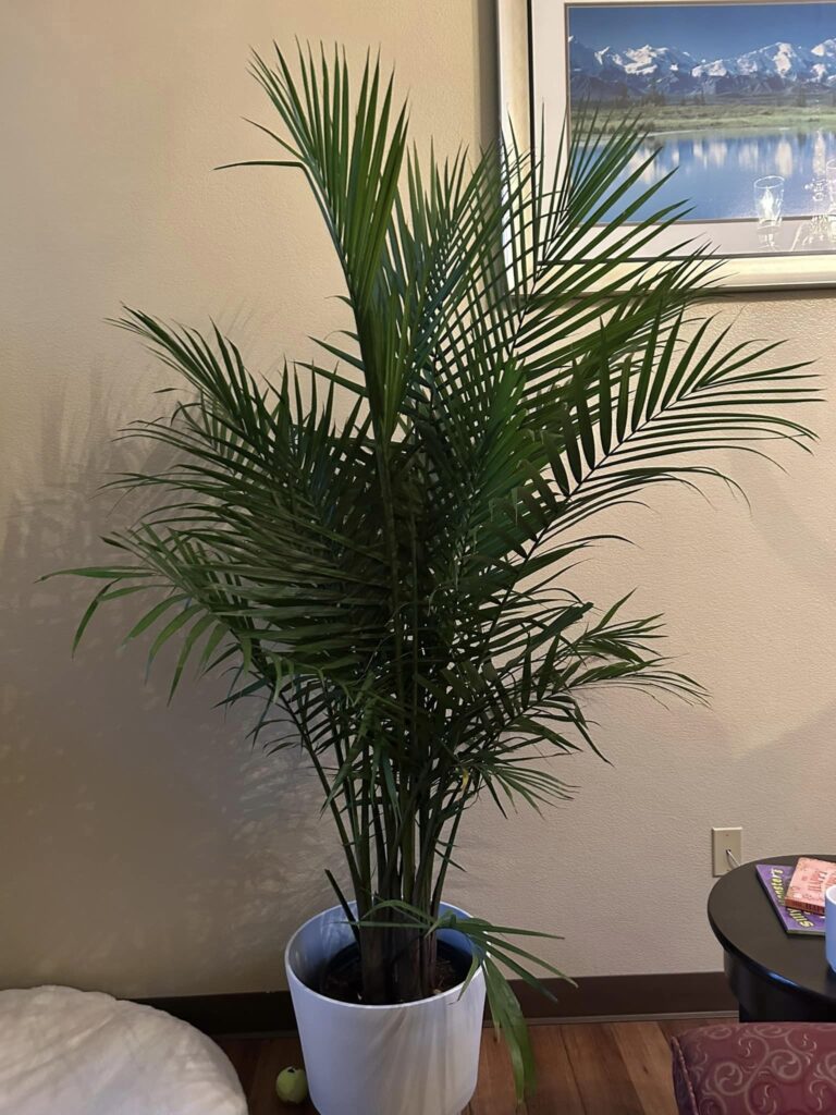 Majesty Palm Grow and Care Guide