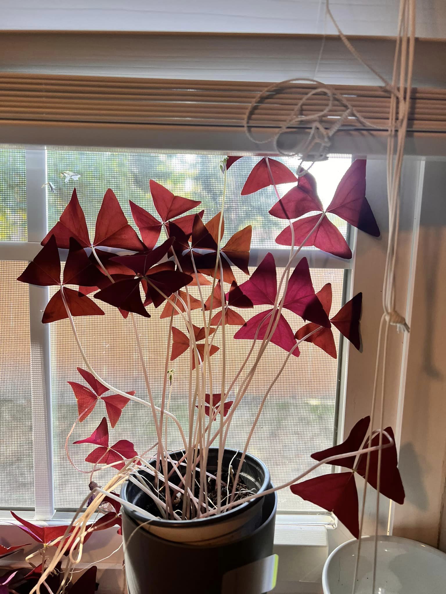 Oxalis Triangularis Grow and Care Guide