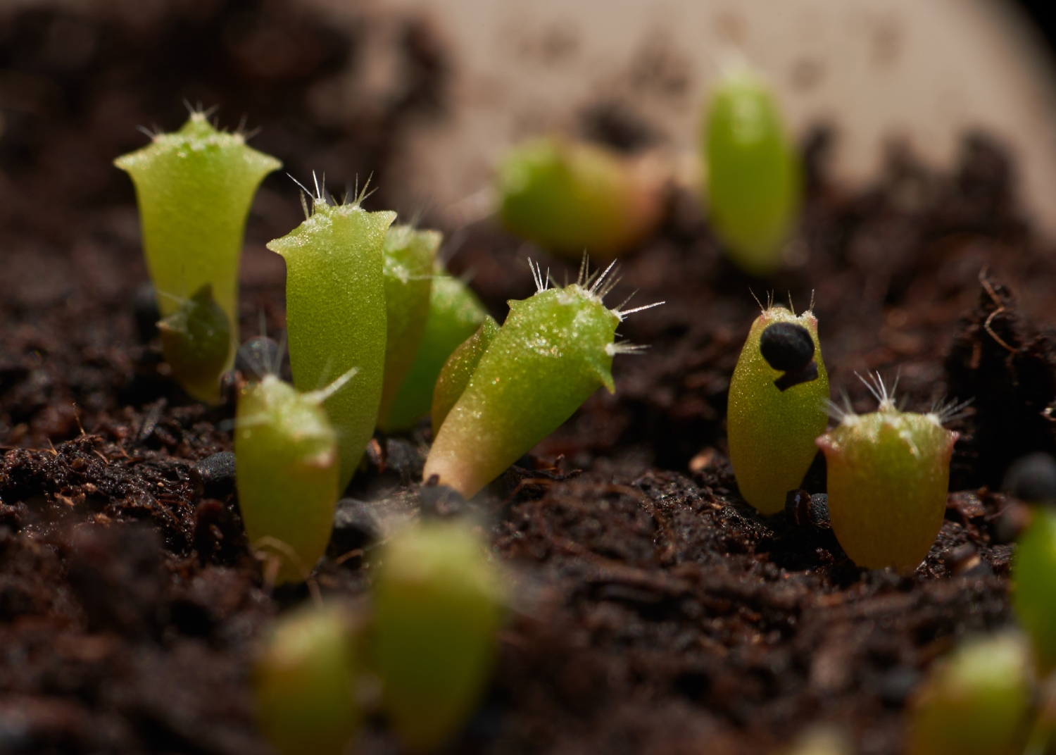 How to Propagate a Cactus From Cuttings, Offsets, or Seeds