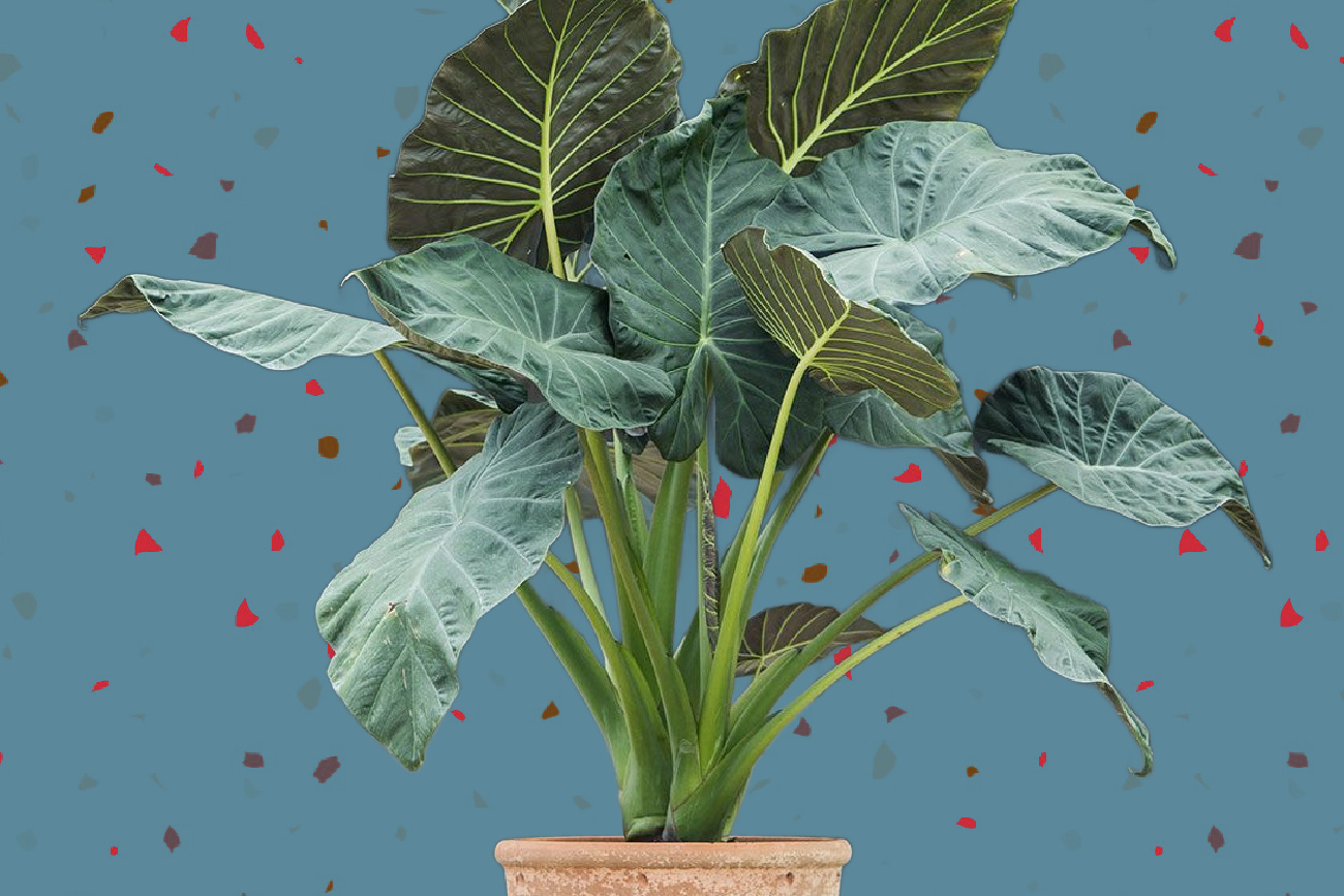 Alocasia 'Regal Shield': How to Grow and Care