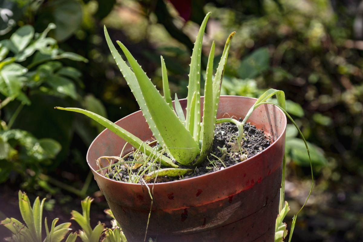 Aloe Vera