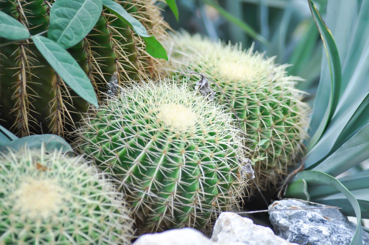 Barrel Cactus (Ferocactus Spp. And Echinocactus Spp.)