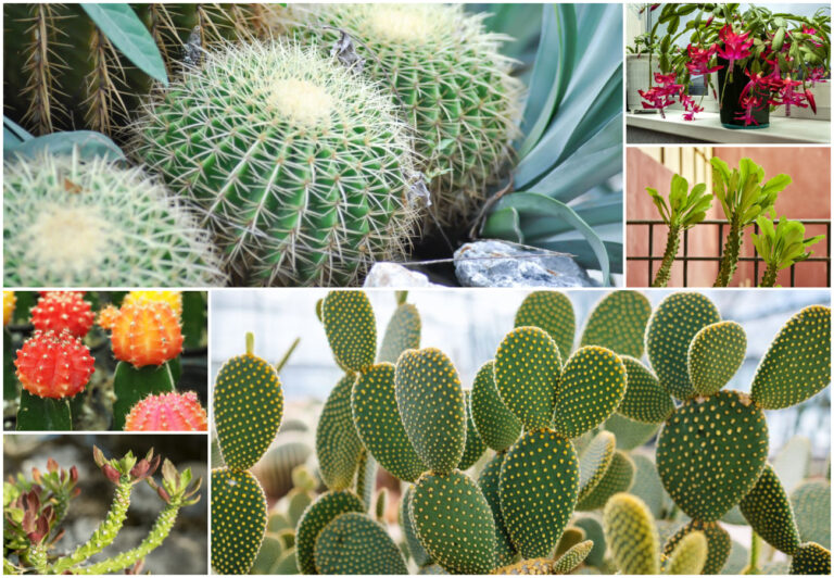 How to Care for Flowering Cactus Varieties - Houseplant Central