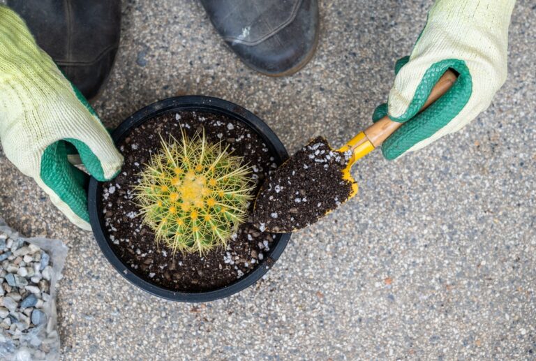 Cactus Fertilizer When & How to Fertilize a Cactus