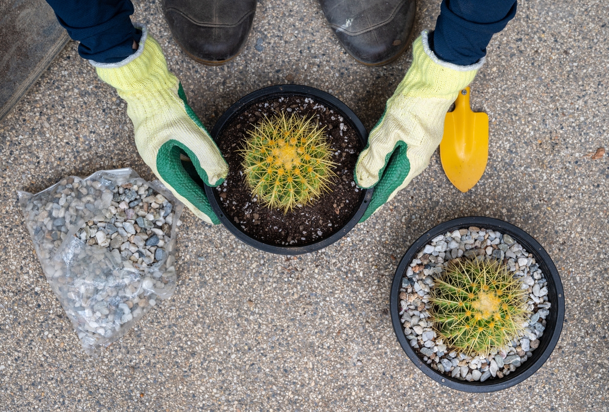 Cactus Fertilizer: When & How to Fertilize a Cactus 