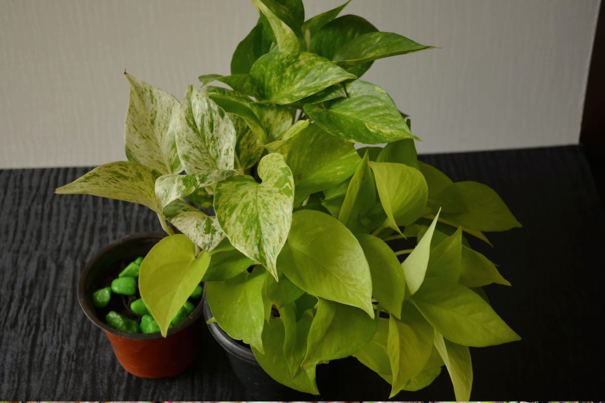 Golden Pothos