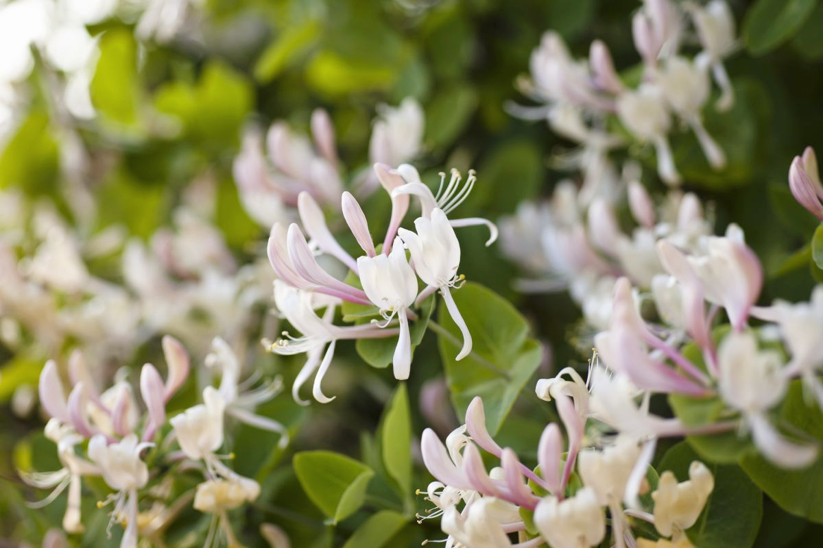 Honeysuckle