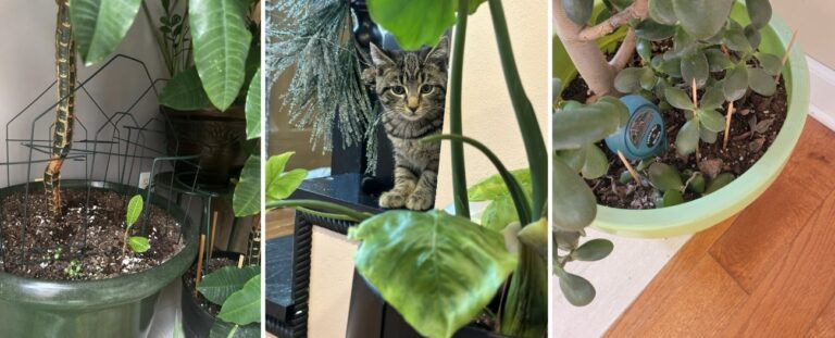 11-tips-for-keeping-cats-away-from-houseplants