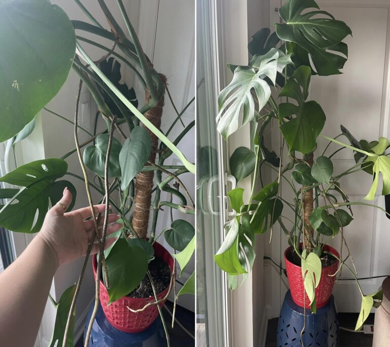 Monstera Aerial Roots