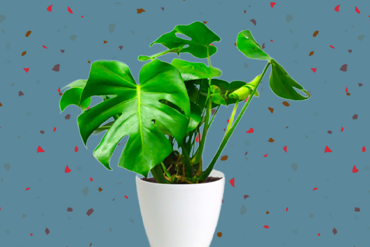 How to grow and care for monstera deliciosa