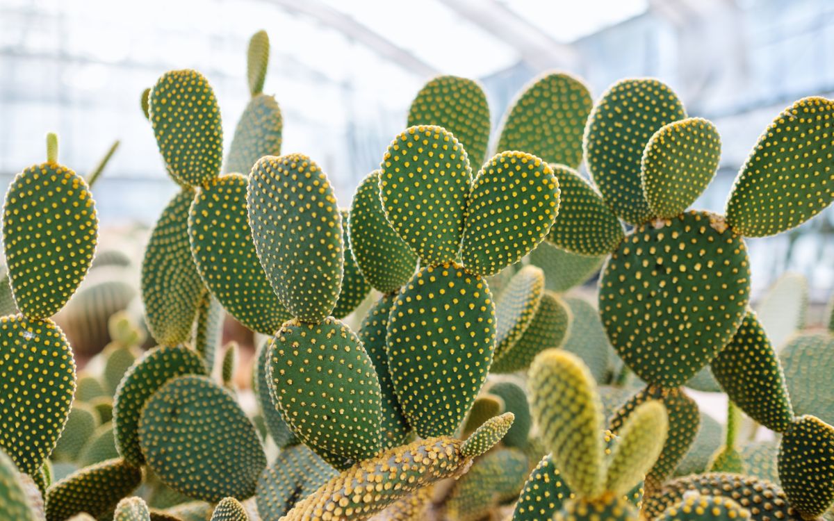 Bunny Ears Cactus (Opuntia microdasys)