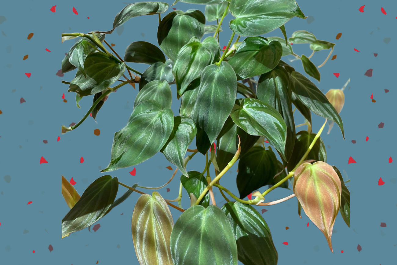 Philodendron Micans: How To Grow And Care
