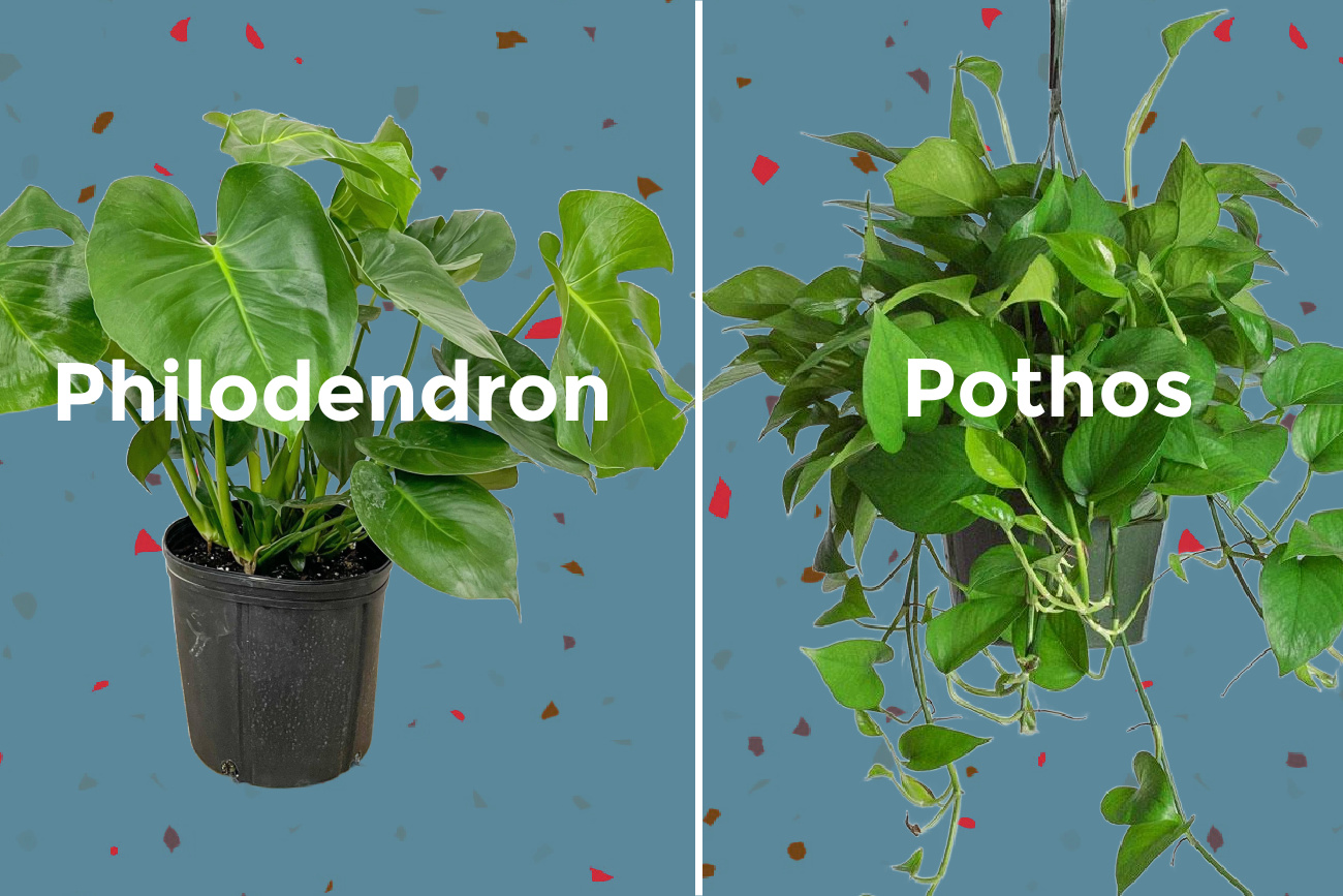 Philodendron Vs. Pothos: Similarities and Differences