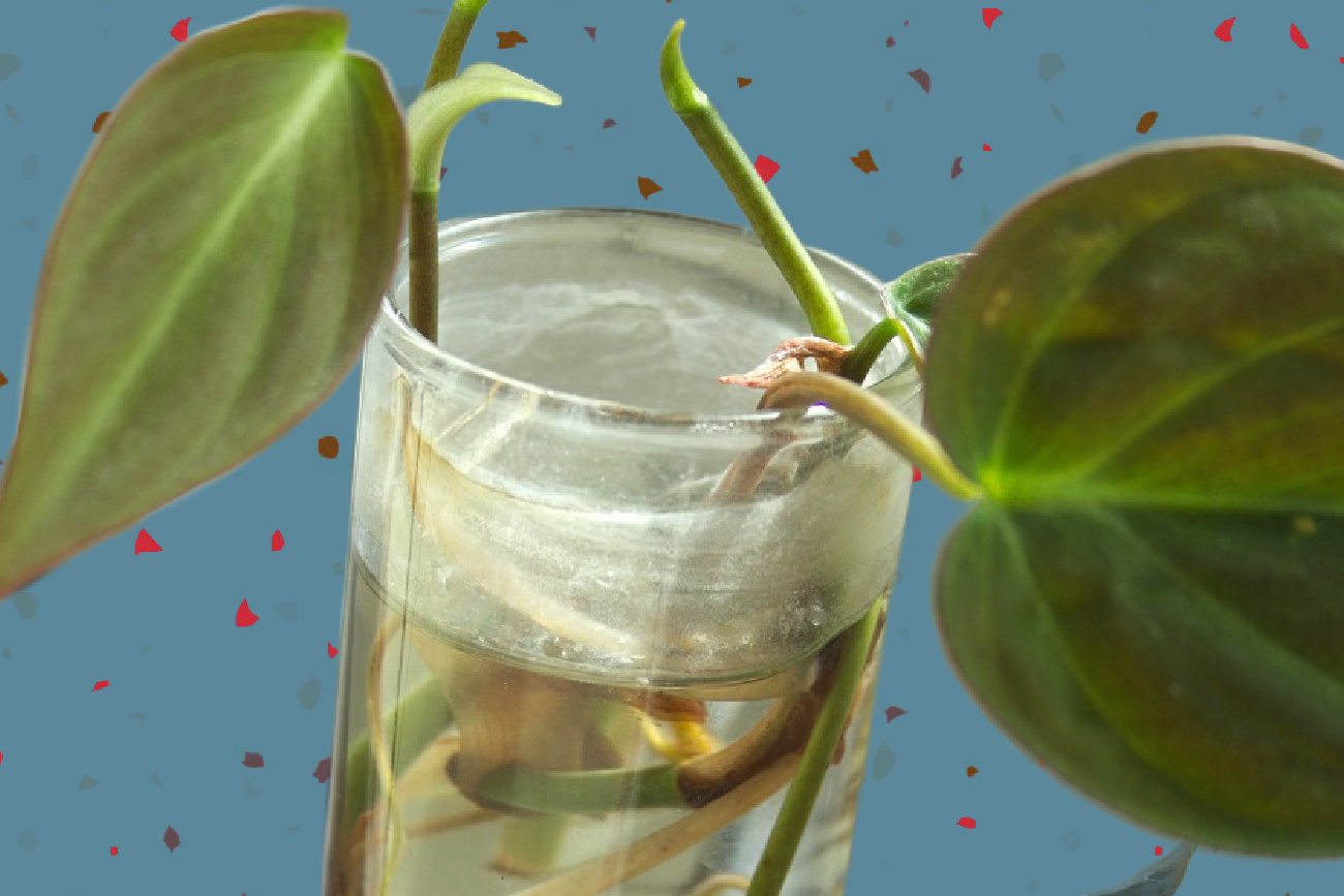 How To Propagate: Philodendron