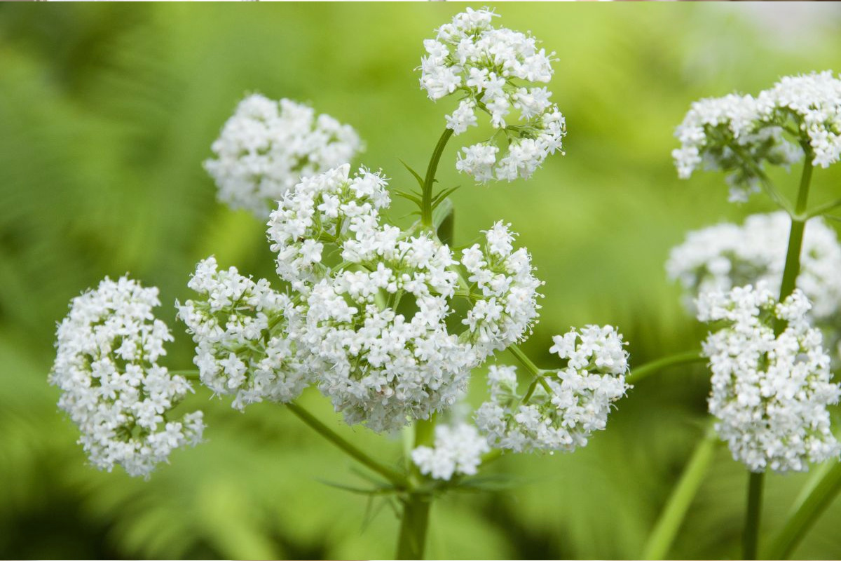 Valerian