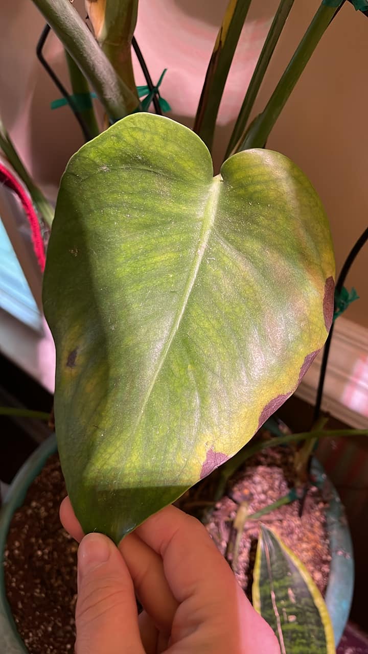 Monstera Leaves Browning