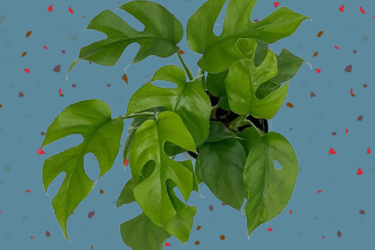 How To Grow and Care For The Monkey Cup Plant