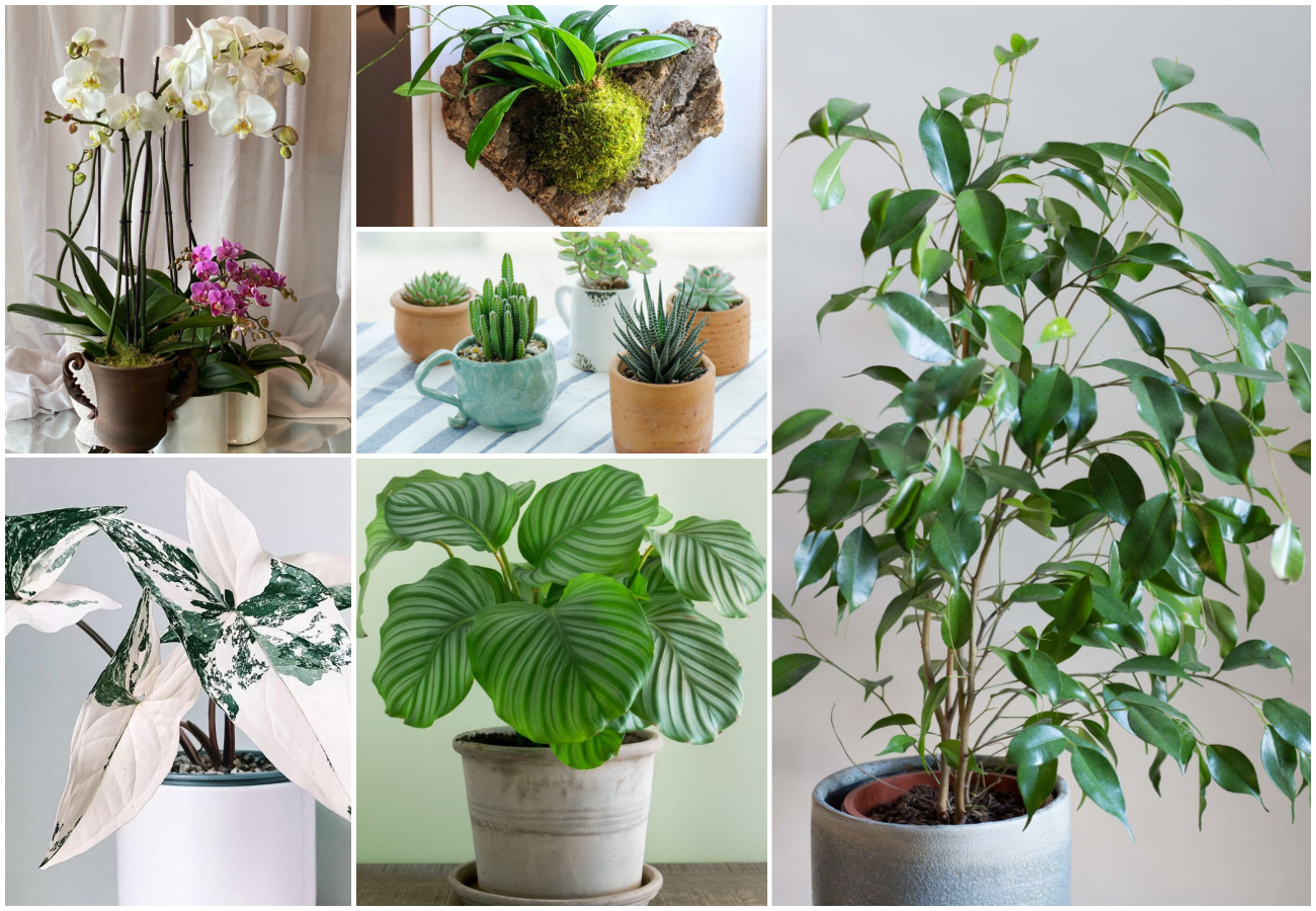 10 Trending Houseplants 2024 To Look Out For