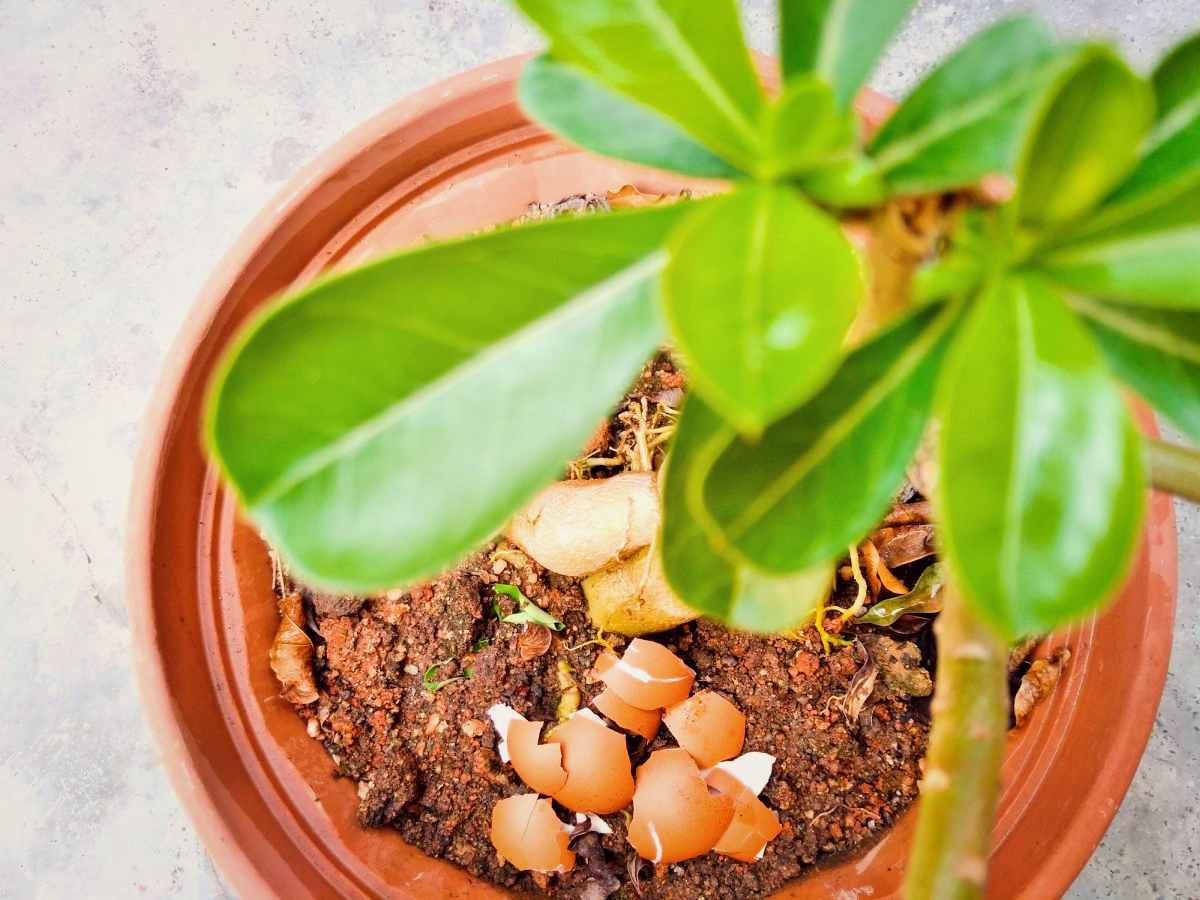 11 Pantry Ingredients for Houseplants to Thrive