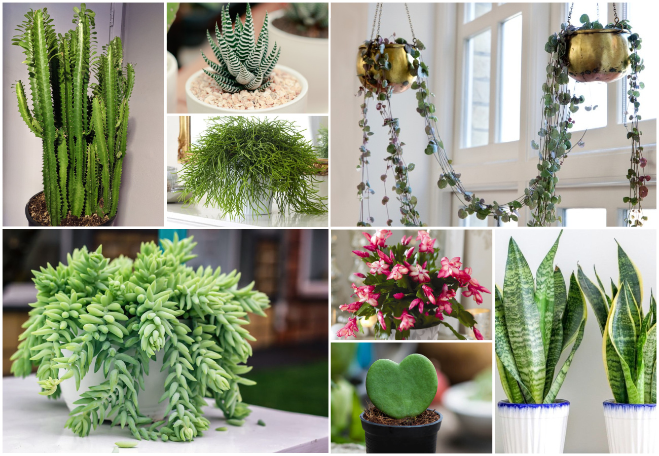 19 Low-Maintenance Indoor Succulents