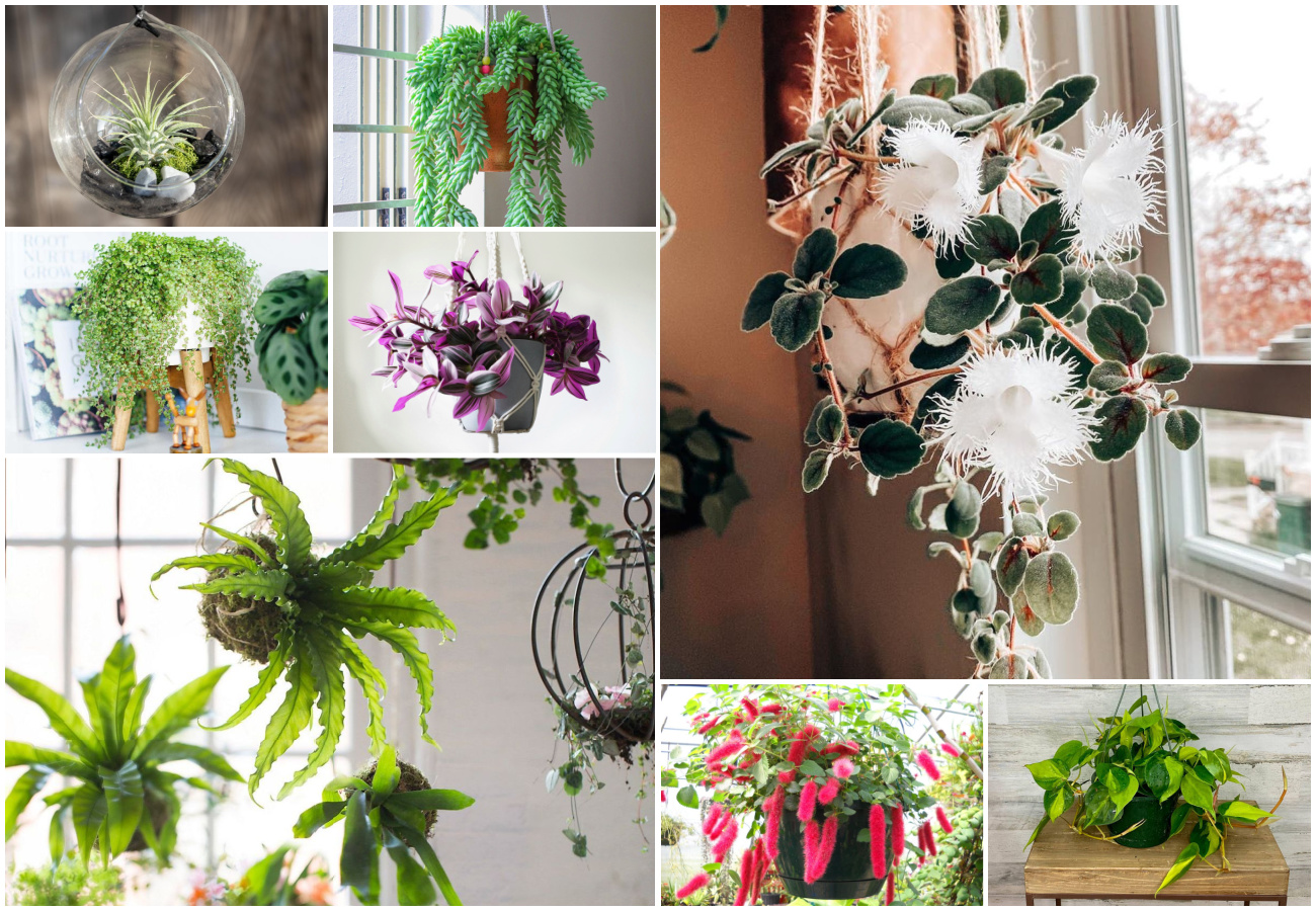 20 Best Hanging Houseplants