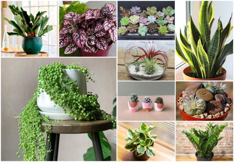 25 Best Small Houseplants for Apartment Living