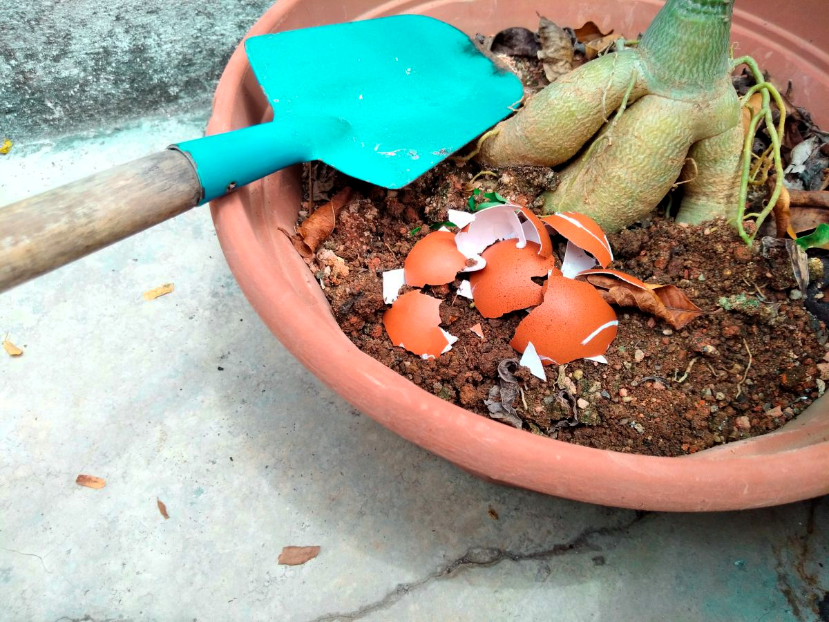 Add Eggshells to Plant Pots