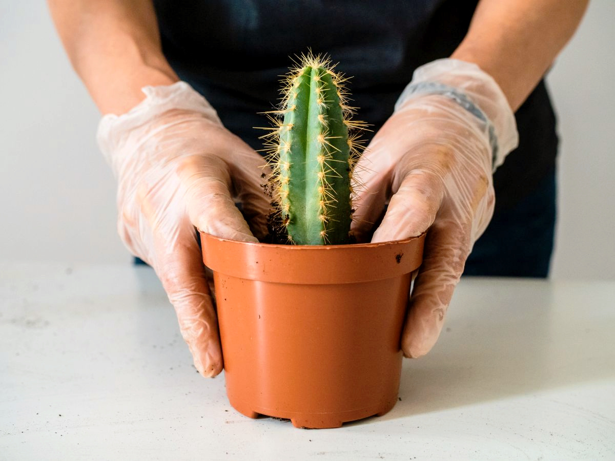 Are Cactus Plants Poisonous