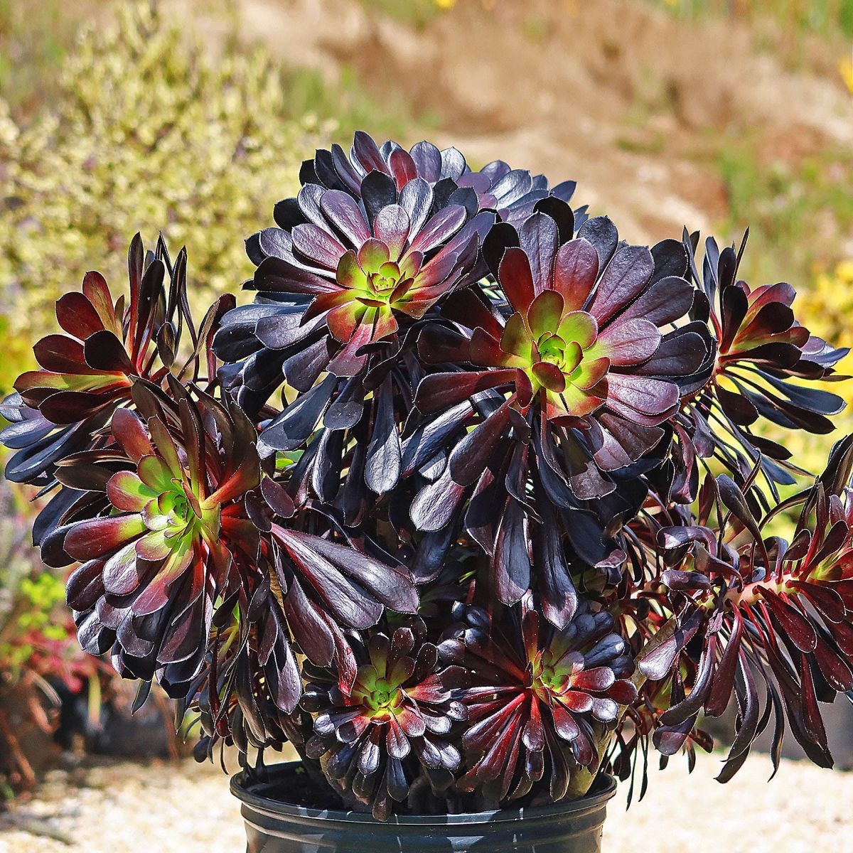 Black Rose Aeonium 