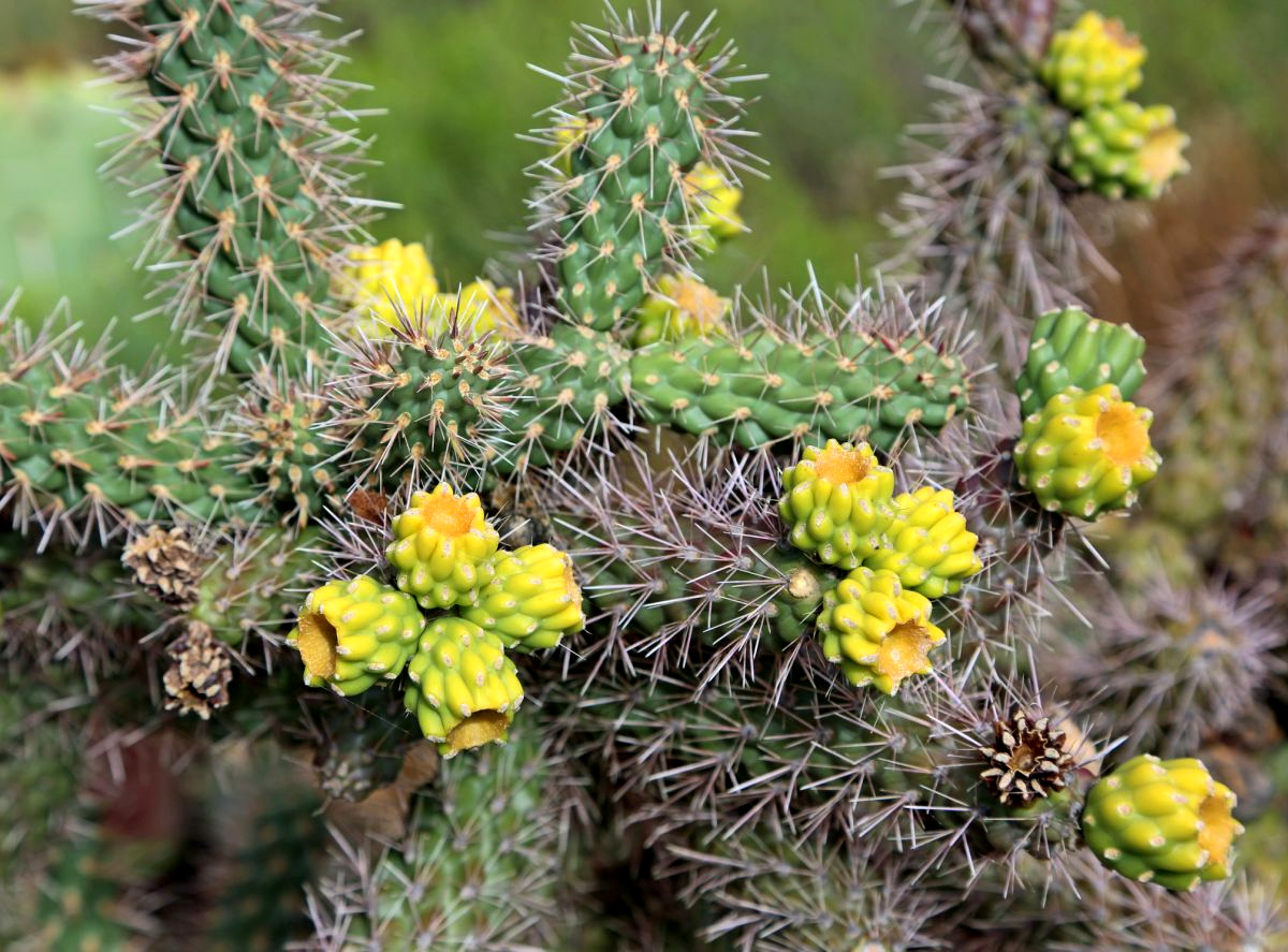Cholla Cactus (Cylindropuntia fulgida)