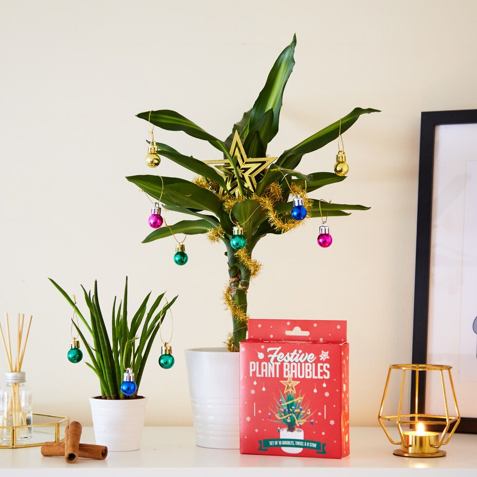 Decorate Your Plants for Holidays